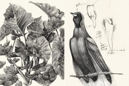 Birds tell stories at this Mumbai exhibition