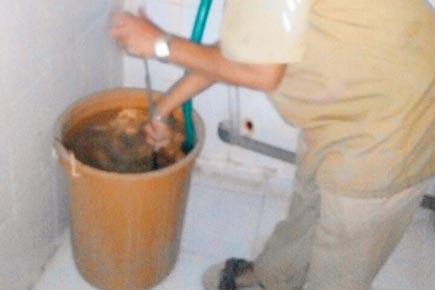 Mosquito breeding ground found in washroom of BMC's own office