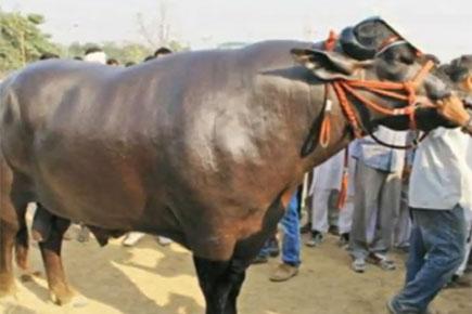 Star buffalo 'Yuvraj' costs a whopping Rs 9.25 crore. Here's why