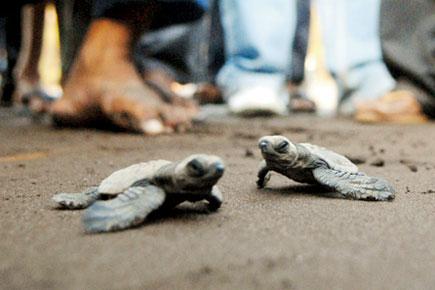Watch baby Olive Ridley turtles take their first steps into the Arabian Sea