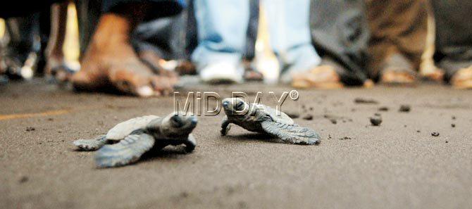 Baby Olive ridley turtles all set to embrace the sea in Velas.