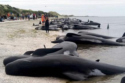 New Zealand authorities to move 300 whale carcasses