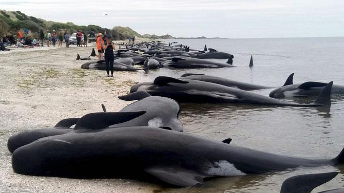 300 whales found dead in New Zealand