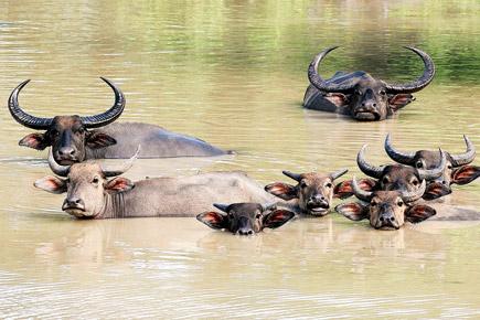 Nepal to increase water buffalo population