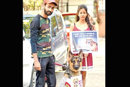 BMC election: Dogs will ask you to vote in a new campaign