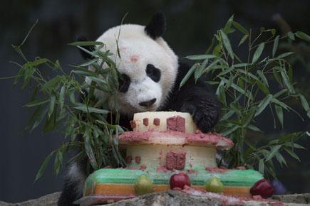 Washington zoo's giant panda Bao Bao to go back to China