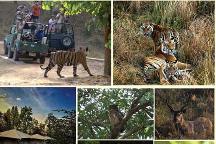 See tigers in the wilderness of Bandhavgarh. Here's how