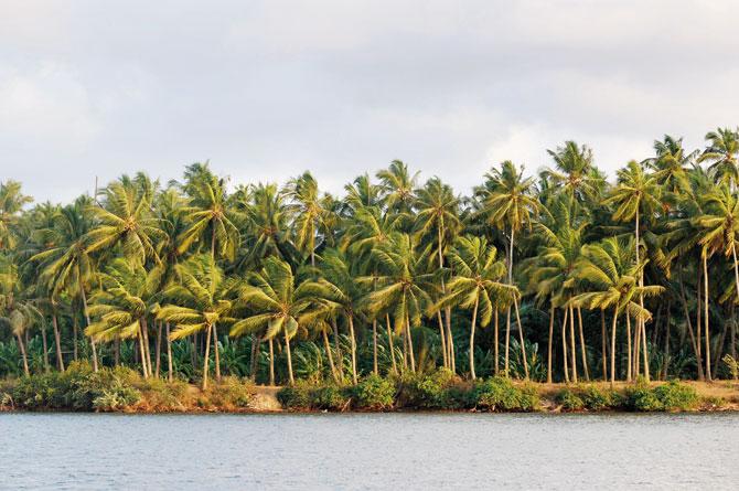 The Konkan coast is lined with coconut palms and mango orchards