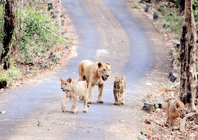 Shobha and her three cubs. FILE PIC