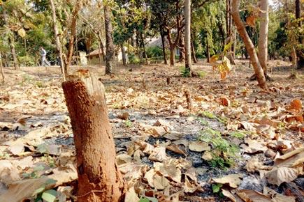 20 trees chopped in Aarey overnight