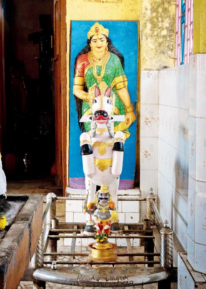 Shree Mariyamman Devasthanam, a popular temple in a predominantly Tamil slum, in Kachpada, Malad (W)