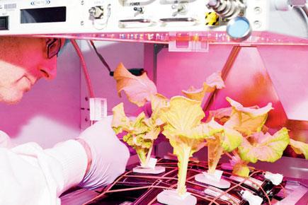 Photo: Cabbage harvested aboard ISS
