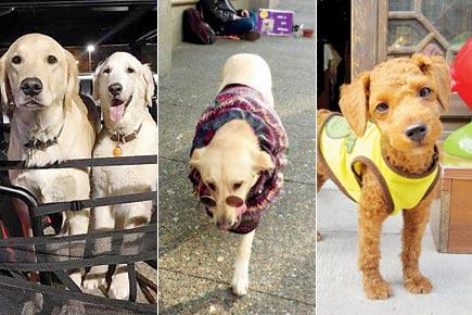 Love dogs and can't get enough of them? Check out Dogspotting!