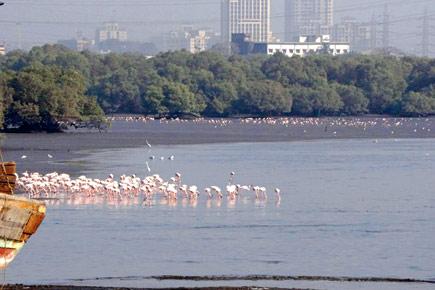 Meet flamingos, the winter guests of Mumbai, at Sewri mudflats