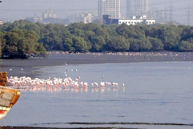 The flamingos arrive in the city by mid-November and can be sighted till April