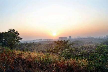 Turns out, Aarey is a forest after all
