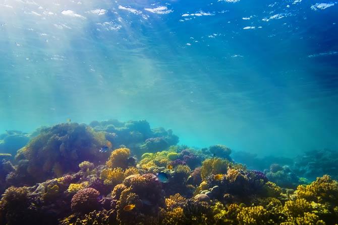 2016 El Nino led to enormous coral death in Maldives