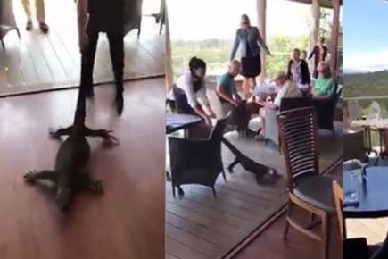 Watch Video: Giant lizard walks into bar; gets 'evicted' by brave waitress