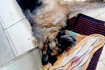 After 10 days at Virar dog care centre, German Shepherd Heiley bleeds to death