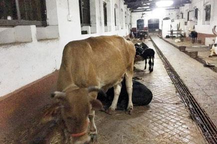 Holy cow! Cattle are victims in 60 pc cases of animal cruelty in Mumbai