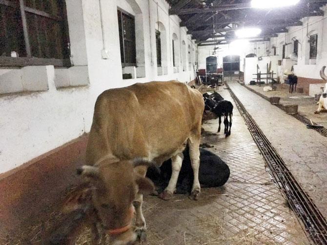 The cattle are milked twice a day and are left to forage for food on the streets. The hungry animals often end up eating garbage. file pics for representation