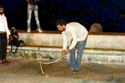 Snake visits Marine Drive promenade, locals try to capture moment