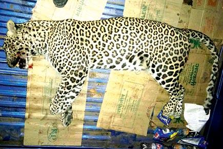 Yet another leopard dies in a hit-and-run