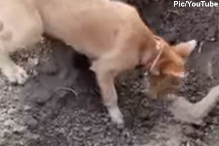 Heartbreaking Video: Dog buries dead brother killed after being hit by car
