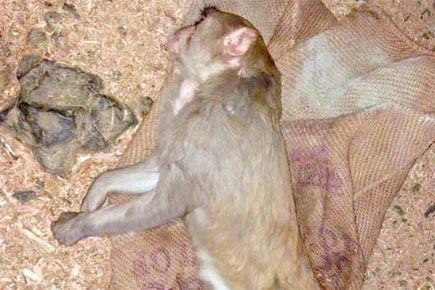 Rampaging female monkey bites 13 in Gorai