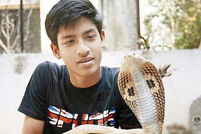 A file picture of Avez Mistry with a cobra 