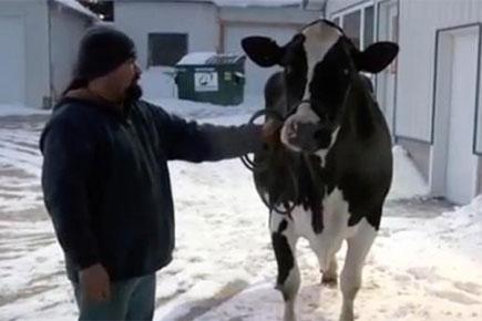 Cow sets record by producing 35,153 litres of milk