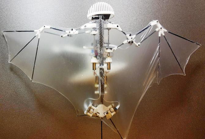 The Bat Bot, a flying robot. Pic/AP