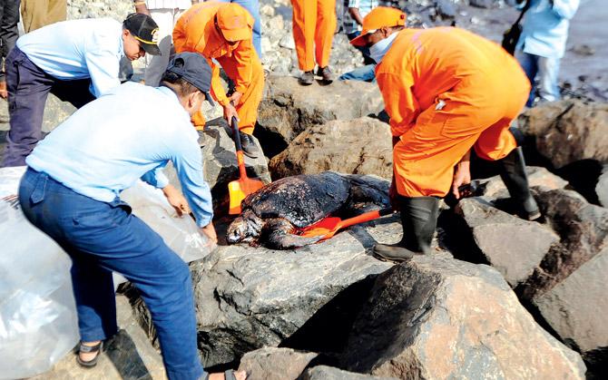An oil-covered turtle found dead on the Chennai coast. Pics/AFP