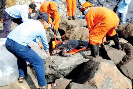 Chennai: Volunteers cleaning up after oil spill on a slippery slope