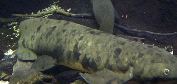 Oldest captive lungfish 