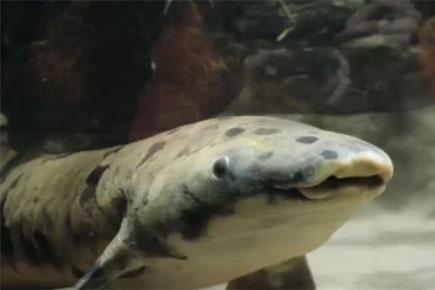 RIP! Oldest captive lungfish 'Granddad' euthanised in his mid-90s