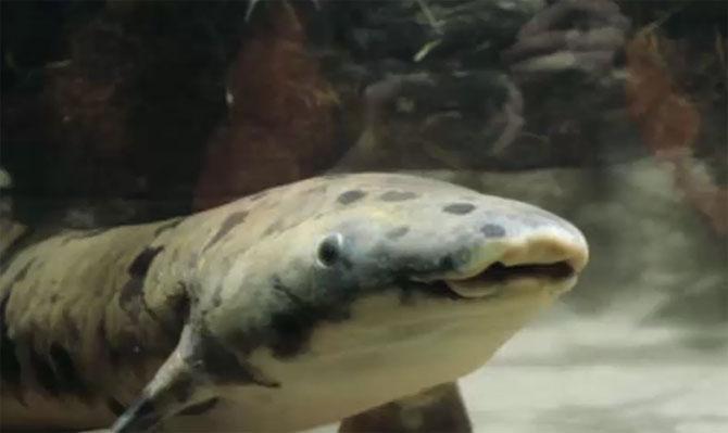 Oldest captive lungfish 