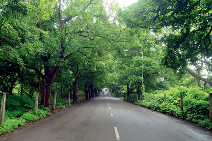 Mumbai: At Metro carshed meet, CM Devendra Fadnavis gets 2,400 trees ka 'jhatka'