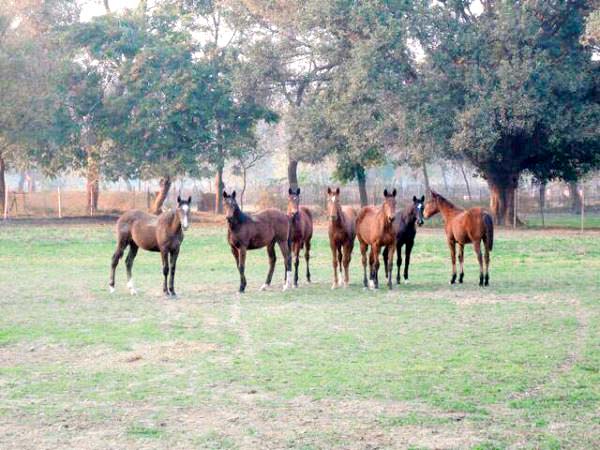 The Hall of Famer (extreme left) as a yearling. Pic/rwitc.com