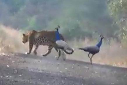 Leopard goes for walk with peacocks