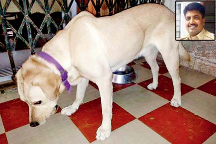 Thane: DCP's 5-year-old dog goes missing on morning walk