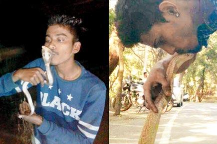 Navi Mumbai man kisses rescued cobra, gets bitten and dies