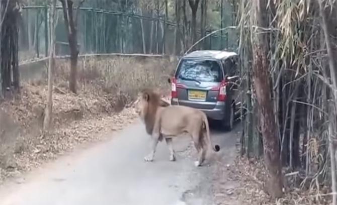 Watch video: Lion attacks safari car at Bannerghatta National Park in Bangalore