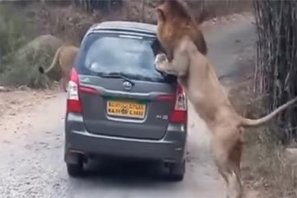 Watch video: Lion attacks safari car at Bangalore's Bannerghatta National Park