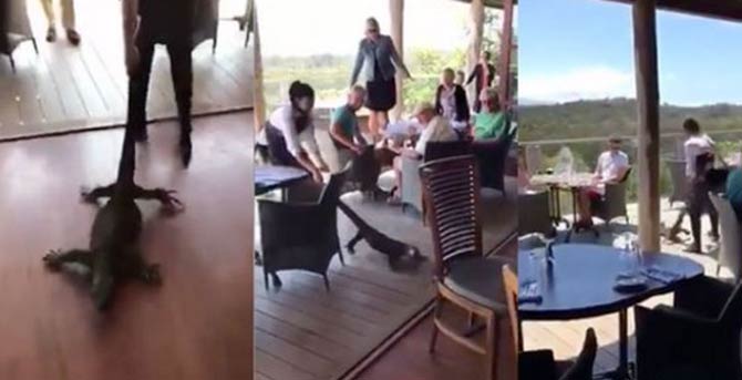A screen grab from the video of the waitress dragging the goanna monitor lizard out of the bar. Pic/Twitter