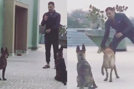 Watch Video: For MS Dhoni's dogs, it's 'Mahi way' all the way