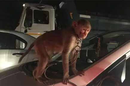 Shocking: Monkey found tied to moving car in Mumbai