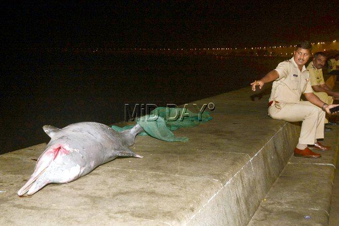 The dolphin that washed ashore at Nariman Point. Activist Anand Shiva (right) said that destruction of the ecosystem is affecting marine life. Pic /Bipin Kokate