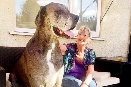 Bow, wow... wow! Freddy, world's largest dog, enjoys snacking on sofas