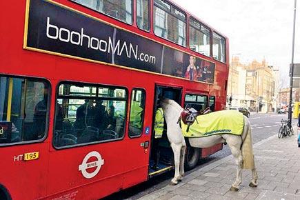 Why the long face? A horse tries to 'board' a bus in London
